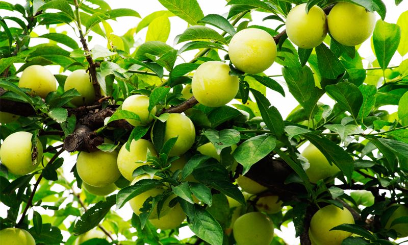 九游体育官方网站案例展示六